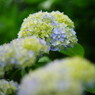立夏　紫陽花　Ⅱ