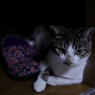 イケメン猫 !?