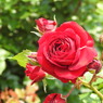 薔薇ｰ2