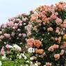 薔薇ｰ4