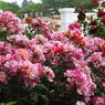 薔薇ｰ5