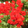 薔薇ｰ7
