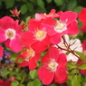 薔薇ｰ8