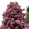 薔薇ｰ9