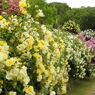 薔薇ｰ11