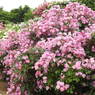 薔薇ｰ13