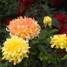 薔薇ｰ14