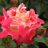 薔薇ｰ15
