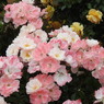 薔薇ｰ16