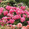 薔薇ｰ17