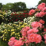 薔薇ｰ18