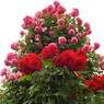 薔薇ｰ22