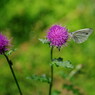 立夏　スジグロシロチョウ？