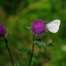 立夏　モンシロチョウ