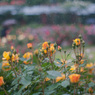 雨の薔薇園