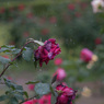 雨の薔薇園