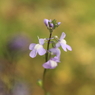 庭に咲く花　Vol.54