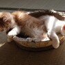 眠り猫  寝落ち編