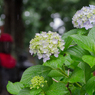 「雨に濡れて・上野公園」060614