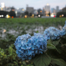 「紫陽花と街の灯り」300515