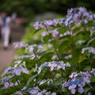 「紫陽花の花咲く頃」N510