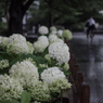 「雨の日の白い紫陽花」260615