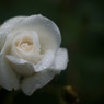 雨の薔薇園