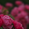 薔薇03