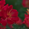 薔薇05
