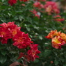 薔薇08