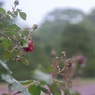 雨の薔薇園