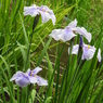 智光山公園・花菖蒲14