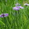 智光山公園・花菖蒲15