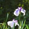 智光山公園・花菖蒲19