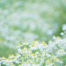 chamomile