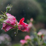 雨の薔薇園