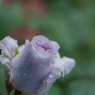 雨の薔薇園