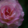 雨の薔薇園