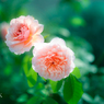 Rose Garden