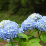 紫陽花1