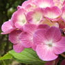 紫陽花2