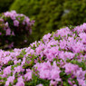 DSC_0015_DxO