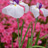 DSC_0016_DxO