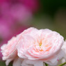DSC_0025_DxO