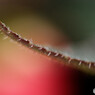 DSC_0027_DxO
