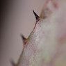 DSC_0035_DxO