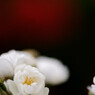DSC_0055_DxO
