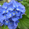 紫陽花17