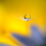 光の花