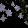 紫陽花6 2018 QV-100
